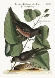 Der Towhe-Vogel. Der Cowpen-Vogel, 1749-73